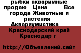 рыбки акваримные продаю › Цена ­ 30 - Все города Животные и растения » Аквариумистика   . Краснодарский край,Краснодар г.